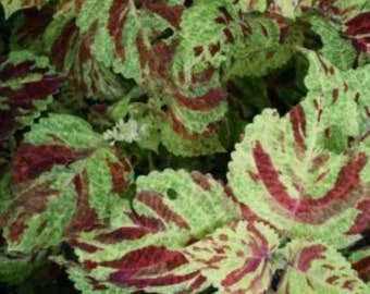 Coleus  Wizard Mosaic (5) live plant plugs ready to plant in a 2- 4” or bigger container put in with other plants or hanging basket