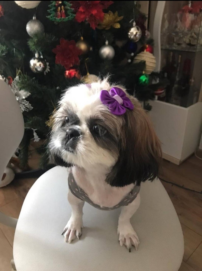 shih tzu clips