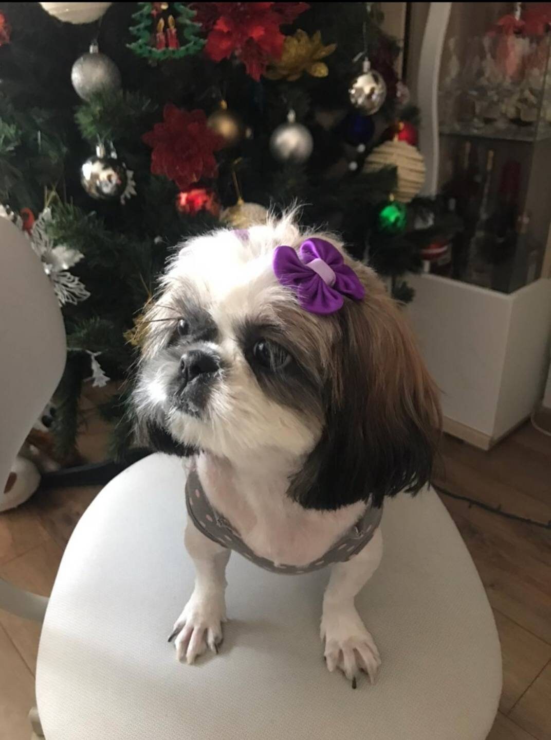 Shih tzu hair bows. Dog hair bows. Grooming bows. Poodle Etsy