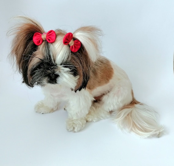 Small Designer Dog Grooming Bows - Pack of 10