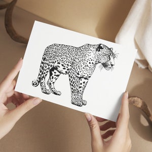 May include: A black and white line drawing of a leopard on a white background.