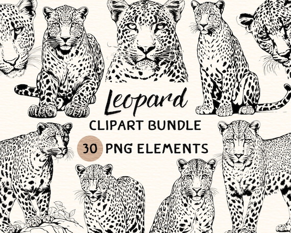 Leopard Clipart Bundle PNG, Safari Animal Graphics, Wild Cat Digital Download