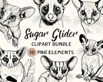 Sugar Glider Clipart Bundle | Sugar Glider Clipart | Sugar Glider Png | Sugar Glider Illustration | Sugar Glider Graphic | Digital Prints