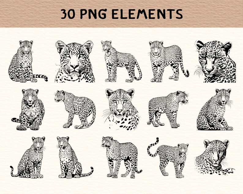 May include: A set of 30 black and white digital illustrations of leopards in various poses. The leopards are drawn in a realistic style with detailed fur patterns.