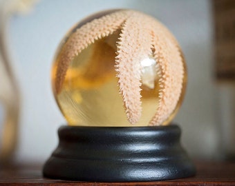 Real Sea Star Wet Specimen | preserved starfish taxidermy globe | biology anatomical oddity curiosity | seawitch goth | Forgotten Boneyard