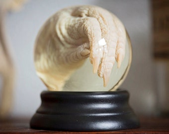 Real Chicken Foot Wet Specimen | bird ethical taxidermy | oddities curiosity preserved animal jar | New Orleans Voodoo | Forgotten Boneyard