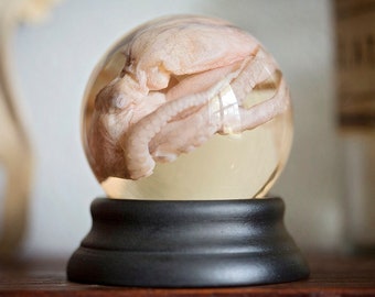 Real Octopus Wet Specimen | cephalopod taxidermy | preserved octopi in globe | biology science anatomy oddity curiosity | Forgotten Boneyard