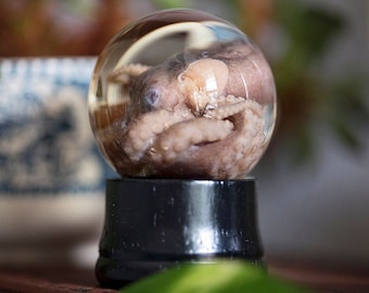 Real Octopus Wet Specimen | cephalopod taxidermy | preserved octopuses in globe | biology science anatomy oddity curiosity | Sleeping Sirens