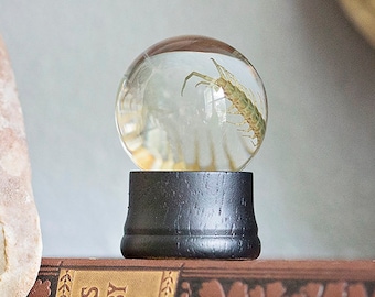 Real Centipede Wet Specimen | preserved insect taxidermy in globe | Halloween home decor | biology oddities curiosities | Forgotten Boneyard