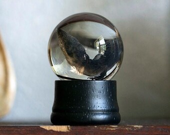 Real Anole Wet Specimen | lizard ethical taxidermy | preserved animal in globe | weird creepy oddities & curiosity | OOAK Forgotten Boneyard