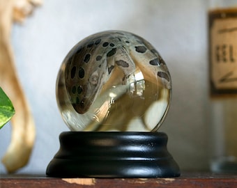 Real Leopard Frog Wet Specimen | toad ethical taxidermy | preserved animal globe | herpetology witchy familiar oddities curiosity | Boneyard