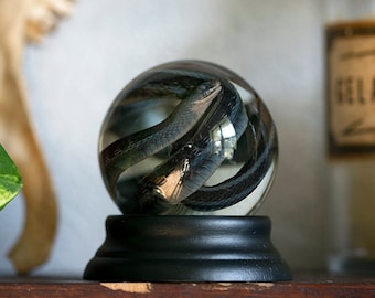 Real Garter Snake Wet Specimen | serpent ethical taxidermy | preserved animal in globe | oddities & curiosities anatomy | Forgotten Boneyard