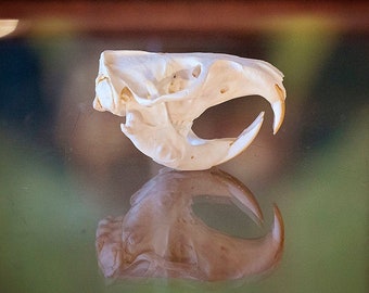 Real Gopher Skull Specimen | biology zoology science | ethical taxidermy | preserved animal bone skeleton | macabre curious unique oddities