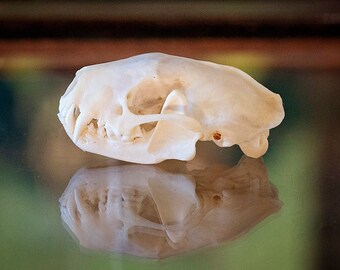 Real Skunk Skull Specimen | biology zoology science | ethical taxidermy | preserved animal bone skeleton | gothic goth curious OOAK oddities