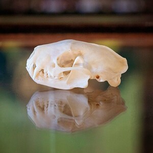 May include: A white animal skull with teeth, viewed from the side, on a reflective surface.