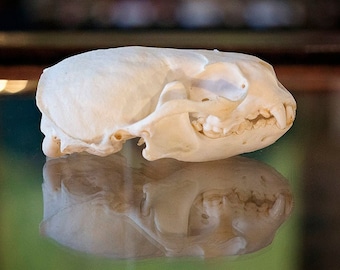 Real Otter Skull Specimen | gothic curious oddities | preserved animal bone skeleton | ethical taxidermy | Lutrinae biology zoology science