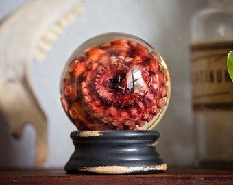 Real Red Octopus Tentacle Wet Specimen | octopi ethical taxidermy oddities | preserved animal globe | sea witch Ursula | Forgotten Boneyard