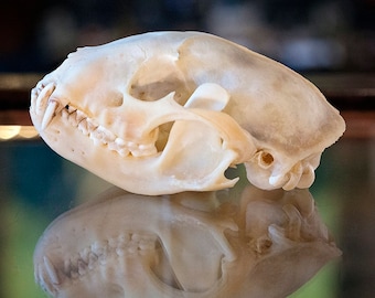 Real Raccoon Skull Specimen | osteology biology bone skeleton | ethical taxidermy | gothic home decor | curiosities oddities | trash panda