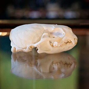 May include: A white animal skull with teeth, likely a fox or coyote skull. The skull is sitting on a reflective surface.