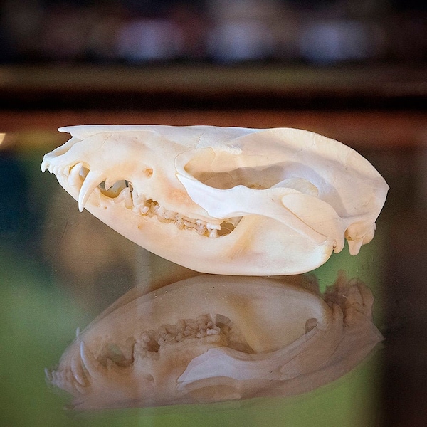 Real Opossum Skull Specimen | biology zoology science | ethical taxidermy | preserved animal bone skeleton | macabre curious unique oddities