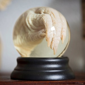 May include: A taxidermy specimen of a pale, clawed foot encased in a clear glass orb. The orb sits on a black, rounded base. The background is blurred, suggesting a shelf or display.