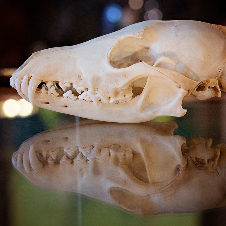 May include: A close-up of a white animal skull with teeth, viewed from the side. The skull is resting on a reflective surface, creating a mirror image.