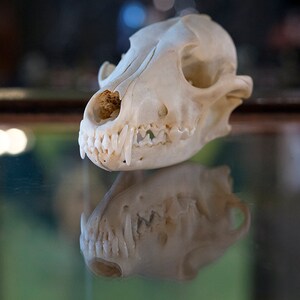 May include: A white animal skull with teeth, likely a fox or coyote, is displayed on a glass surface. The skull is reflected in the glass, creating a mirrored image.