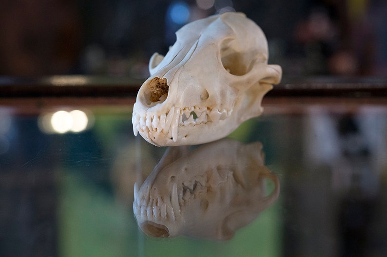 May include: A white animal skull with teeth, likely a fox or coyote, is displayed on a glass surface. The skull is reflected in the glass, creating a mirrored image.