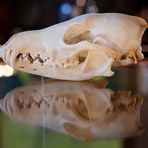 May include: A close-up of a white animal skull with teeth. The skull is lying on a glass surface and is reflected in the glass.