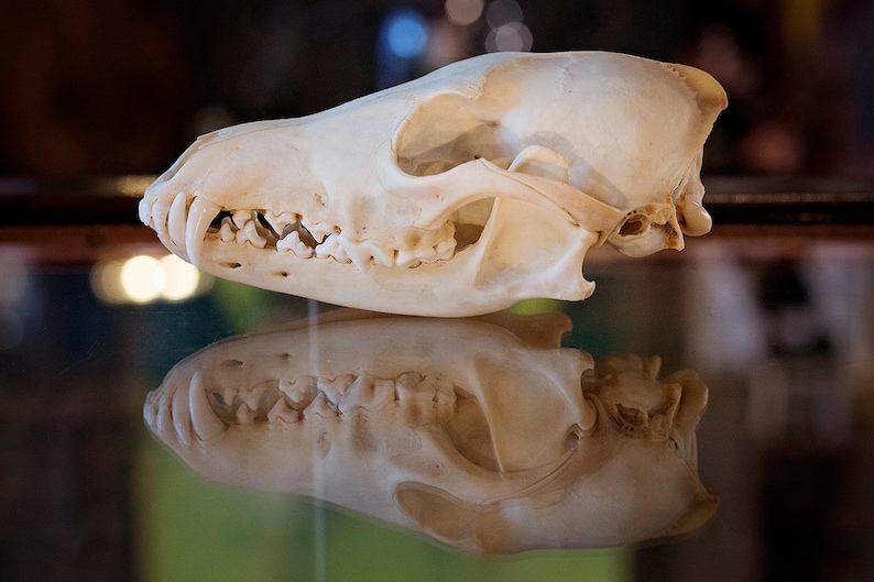 May include: A close-up of a white animal skull with teeth. The skull is lying on a glass surface and is reflected in the glass.