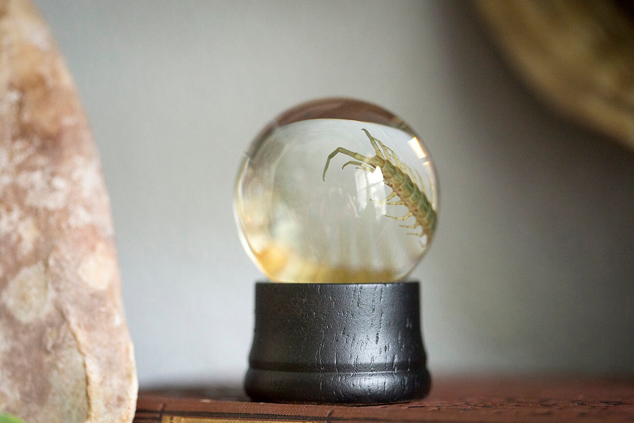 Real Centipede Wet Specimen preserved insect taxidermy in | Etsy