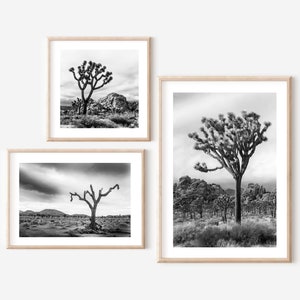 Joshua Tree Gallery Wall, Black and White, Three Photos 16x20, 12x18 & 10x10, California Desert, California Photography, Travel