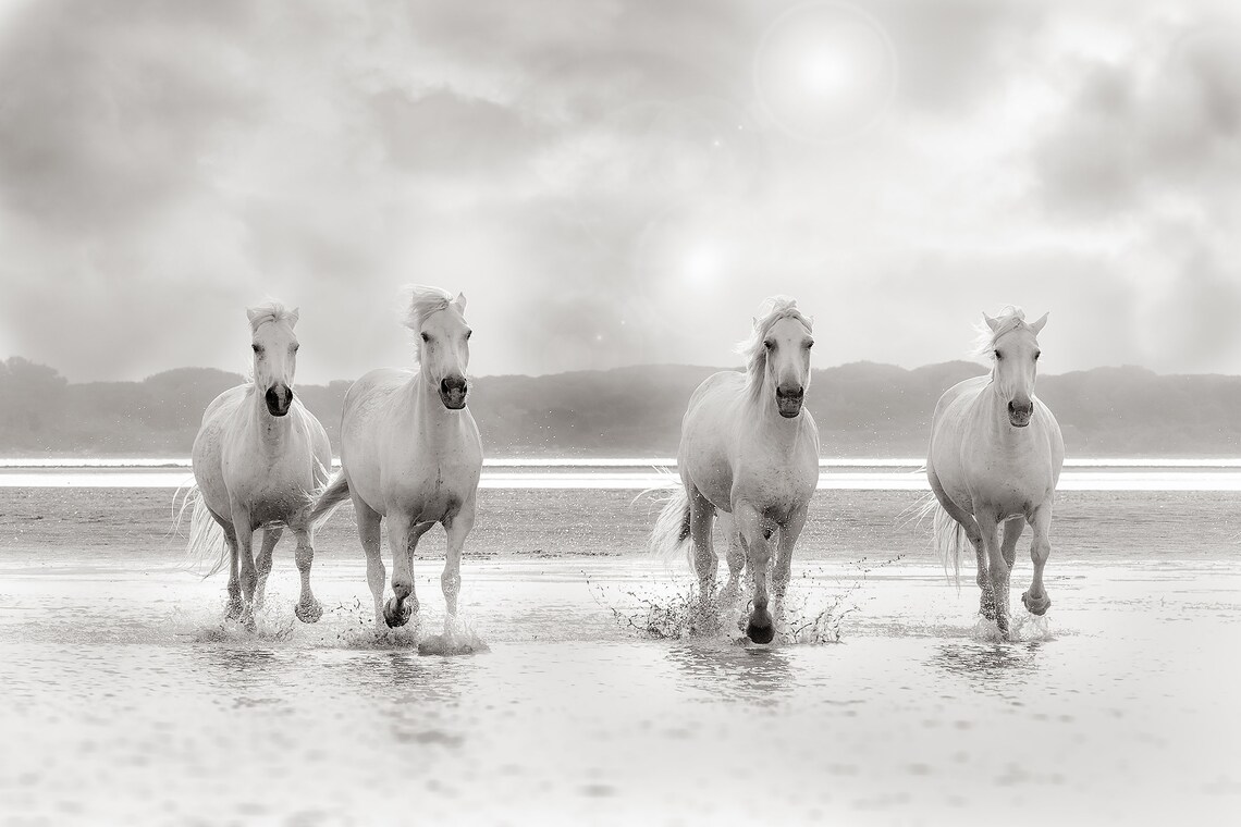 Wild Horse Photography Print White Horse Photography Camargue Horse wild-horse-photography-print-white-horse-photography-camargue-horse