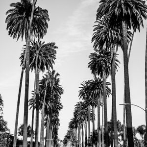 May include: A black and white photograph of a street lined with tall palm trees. The street is empty except for two cyclists.