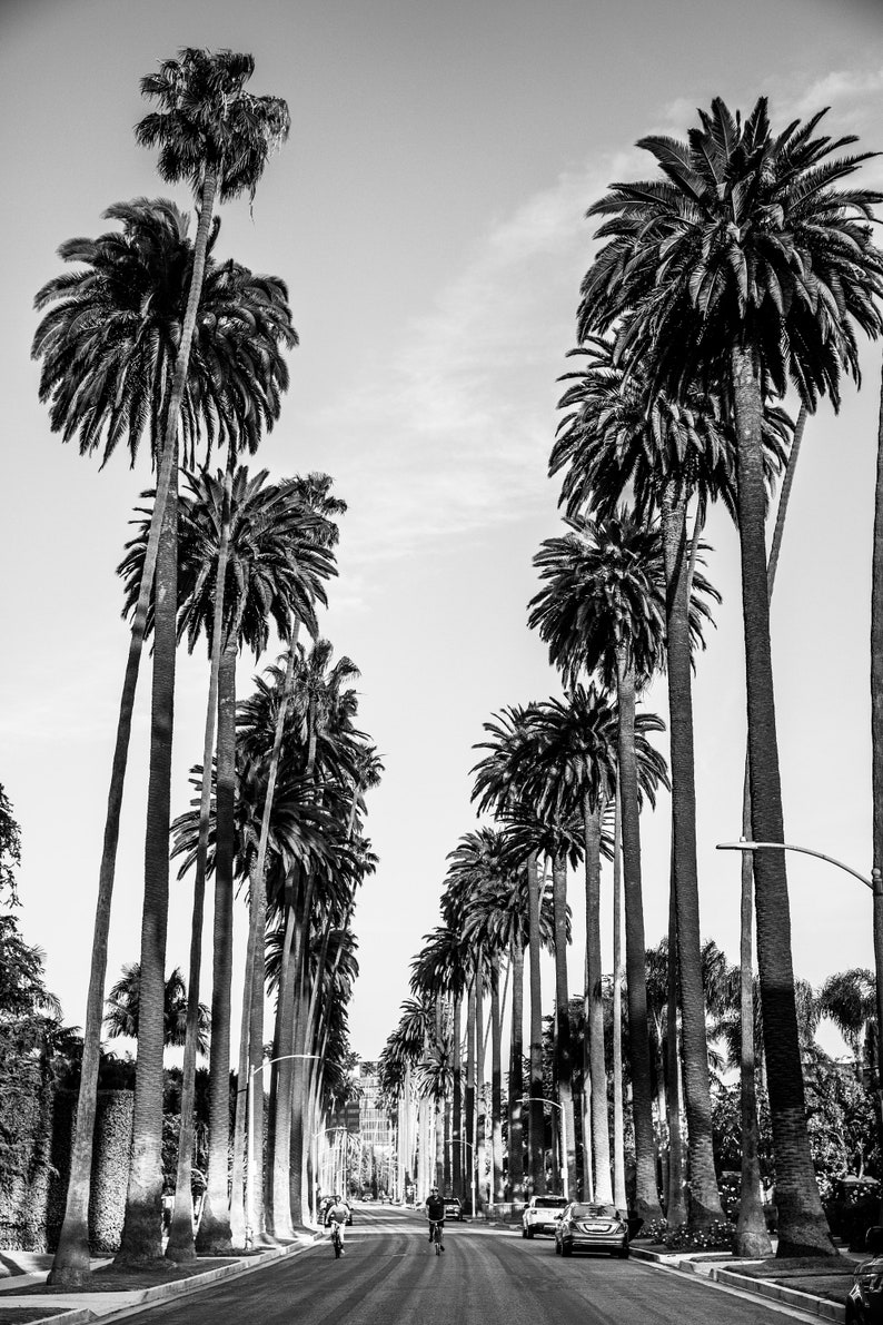 May include: A black and white photograph of a street lined with tall palm trees. The street is empty except for two cyclists.