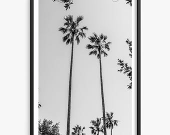 Puede incluir: Fotografía en blanco y negro de dos palmeras altas contra un cielo brillante. Los árboles están silueteados contra el cielo, con sus frondas que se extienden hacia el sol.