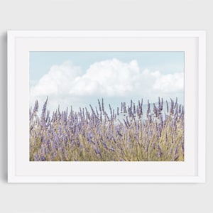 Op de afbeelding: Een veld met bloeiende lavendelbloemen onder een bewolkte hemel. De lavendel is lichtpaars en de hemel is lichtblauw.