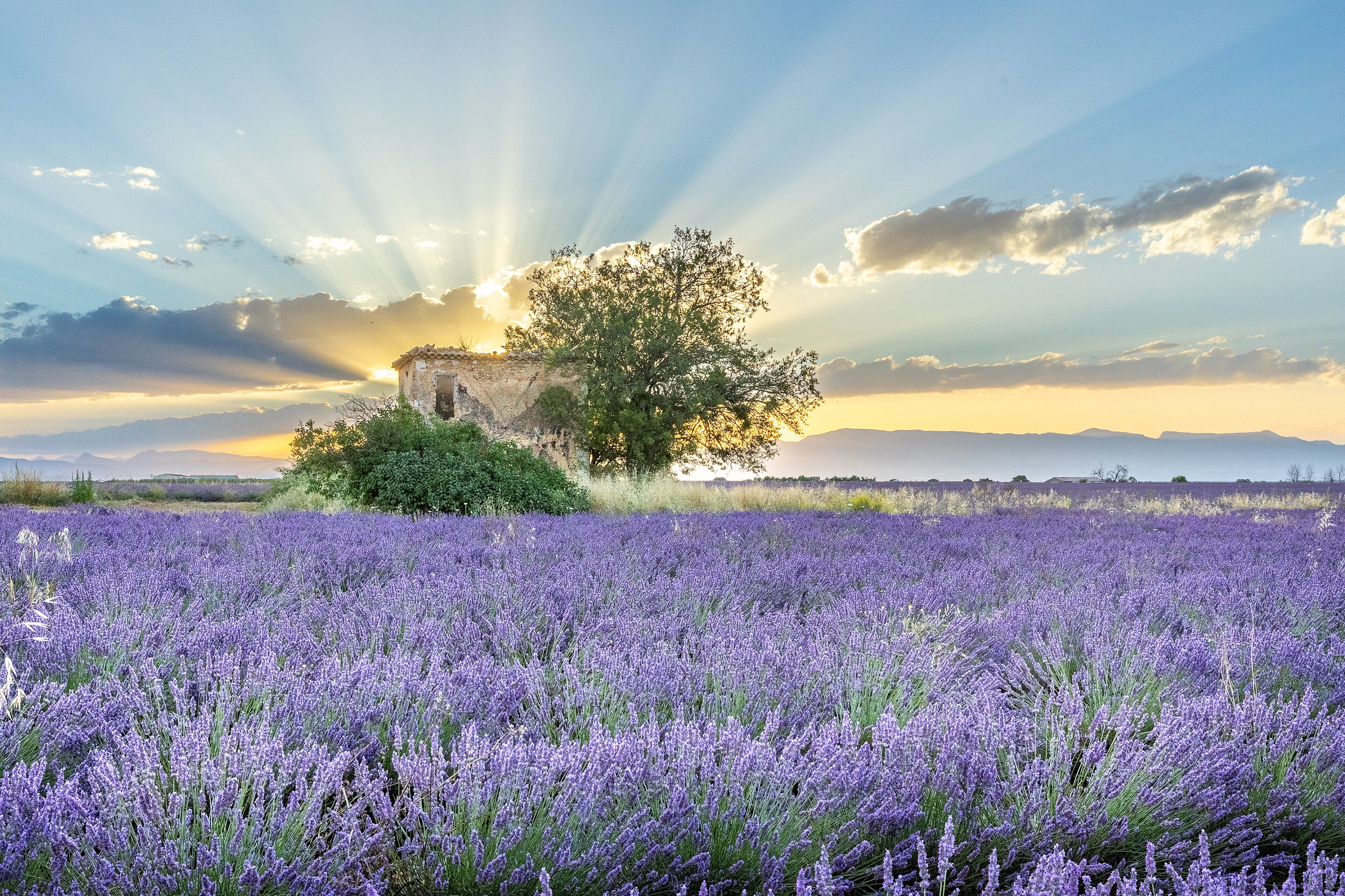 French Country Photography, Lavender Field Print, Sunrise in Provence,  France, Provence Wall Art, Lavender Wall Art, Provence, Travel Photo, image size:3000x2000