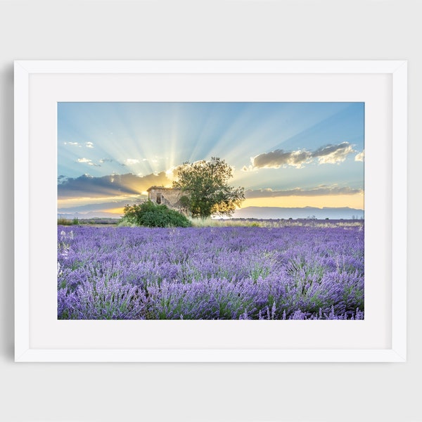 French Country Photography, Lavender Field Print, Sunrise in Provence, France, Provence Wall Art, Lavender Wall Art, Provence, Travel Photo