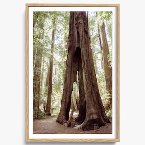 Redwood Forest Photography – Northern California Print – Cabin Home Decor, Woodland Print, Fine Art Photography, Forest Wall Art