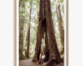 May include: A framed print of a redwood forest scene. The image features a large redwood tree with a hollowed-out trunk, creating a natural archway. Sunlight filters through the trees, illuminating a path in the forest.