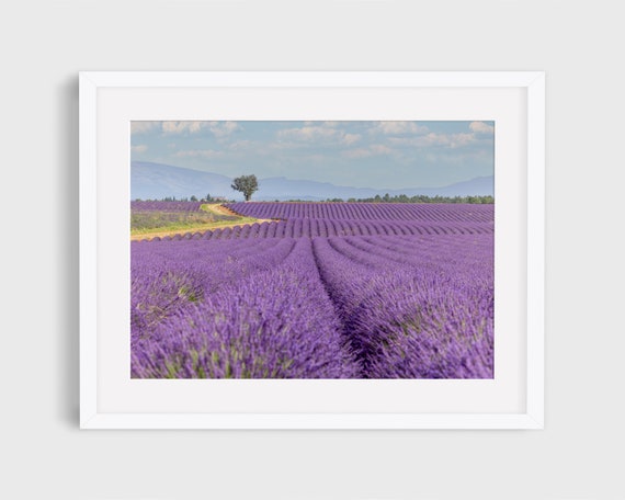 Lavender Field in Provence Photo, Lavender Print, France, Provence Wall Art, Lavender Wall Art, French Countryside, Provence, Travel Photo