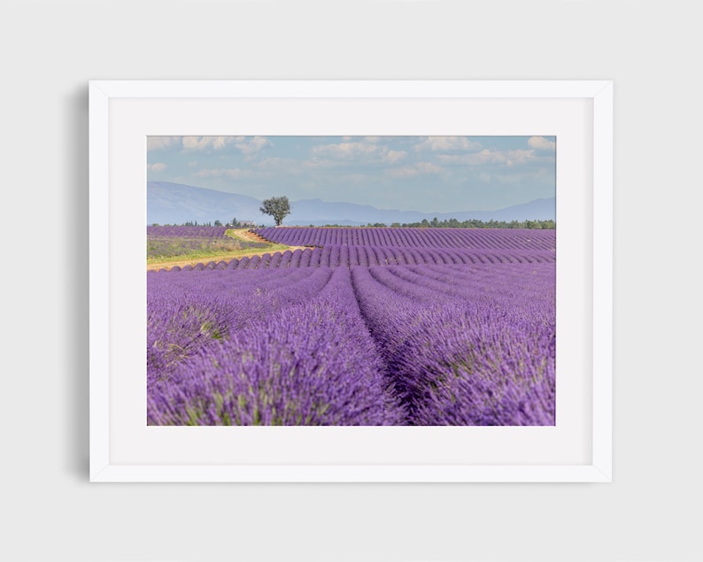 Lavendel veld in de Provence foto, lavendel print, Frankrijk, Provence kunst aan de muur, lavendel kunst aan de muur, Frans platteland, Provence, reizen foto afbeelding 1