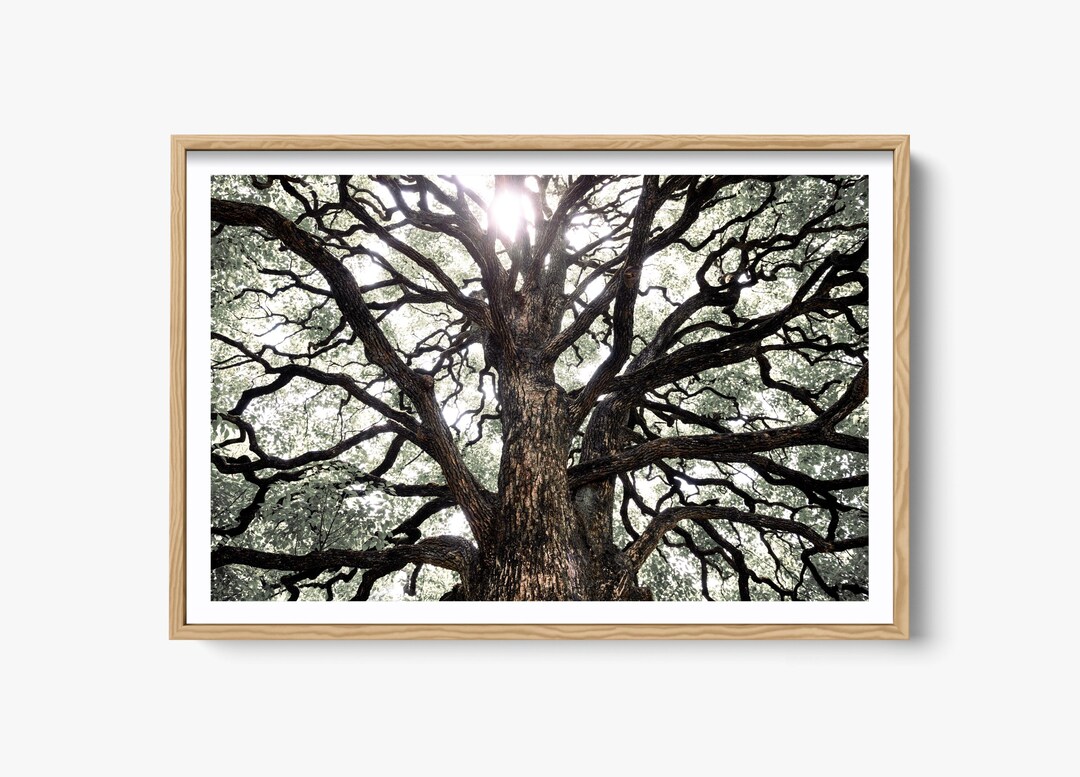 Fine Art Nature Photography Print, Tree of Life Photo, Abstract Black ...