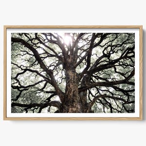 Fine Art Nature Photography Print, Tree Of Life Photo, Abstract Black White Tree Landscape, Tree Print, Nature Home Decor, Forest Wall Art