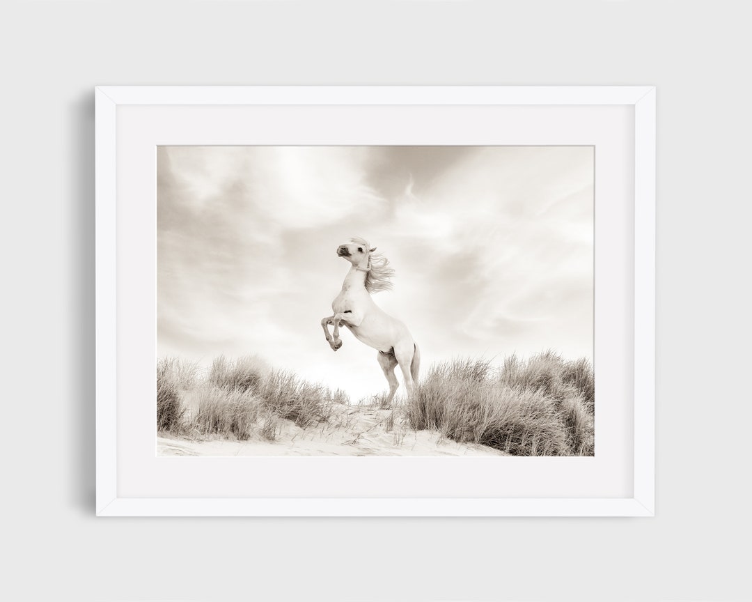 野生の馬のプリント、自然の写真、白い馬の写真、カマルグの馬の