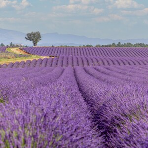 Lavendel veld in de Provence foto, lavendel print, Frankrijk, Provence kunst aan de muur, lavendel kunst aan de muur, Frans platteland, Provence, reizen foto afbeelding 2