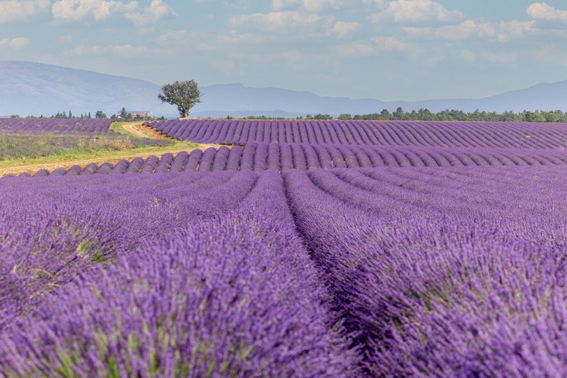 Lavendel veld in de Provence foto, lavendel print, Frankrijk, Provence kunst aan de muur, lavendel kunst aan de muur, Frans platteland, Provence, reizen foto afbeelding 2