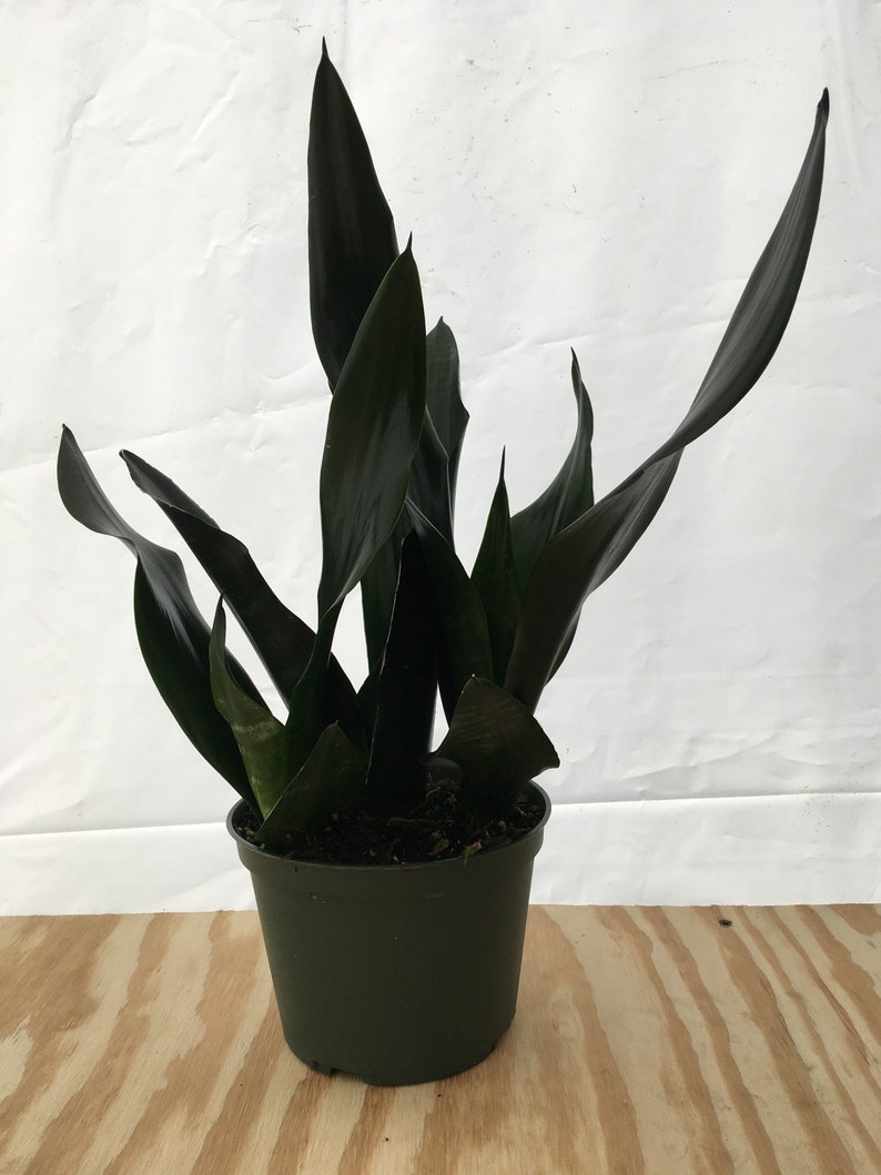 6 Sansevieria Black Dragon Plant | Etsy