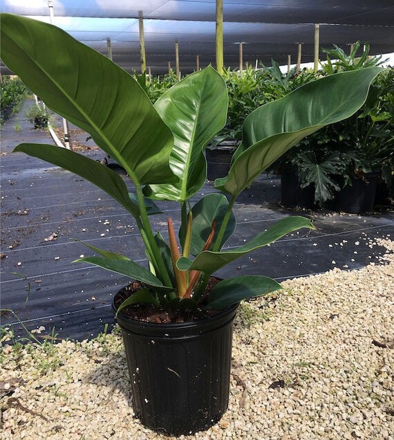 6 Or 10 Philodendron Imperial Green Etsy